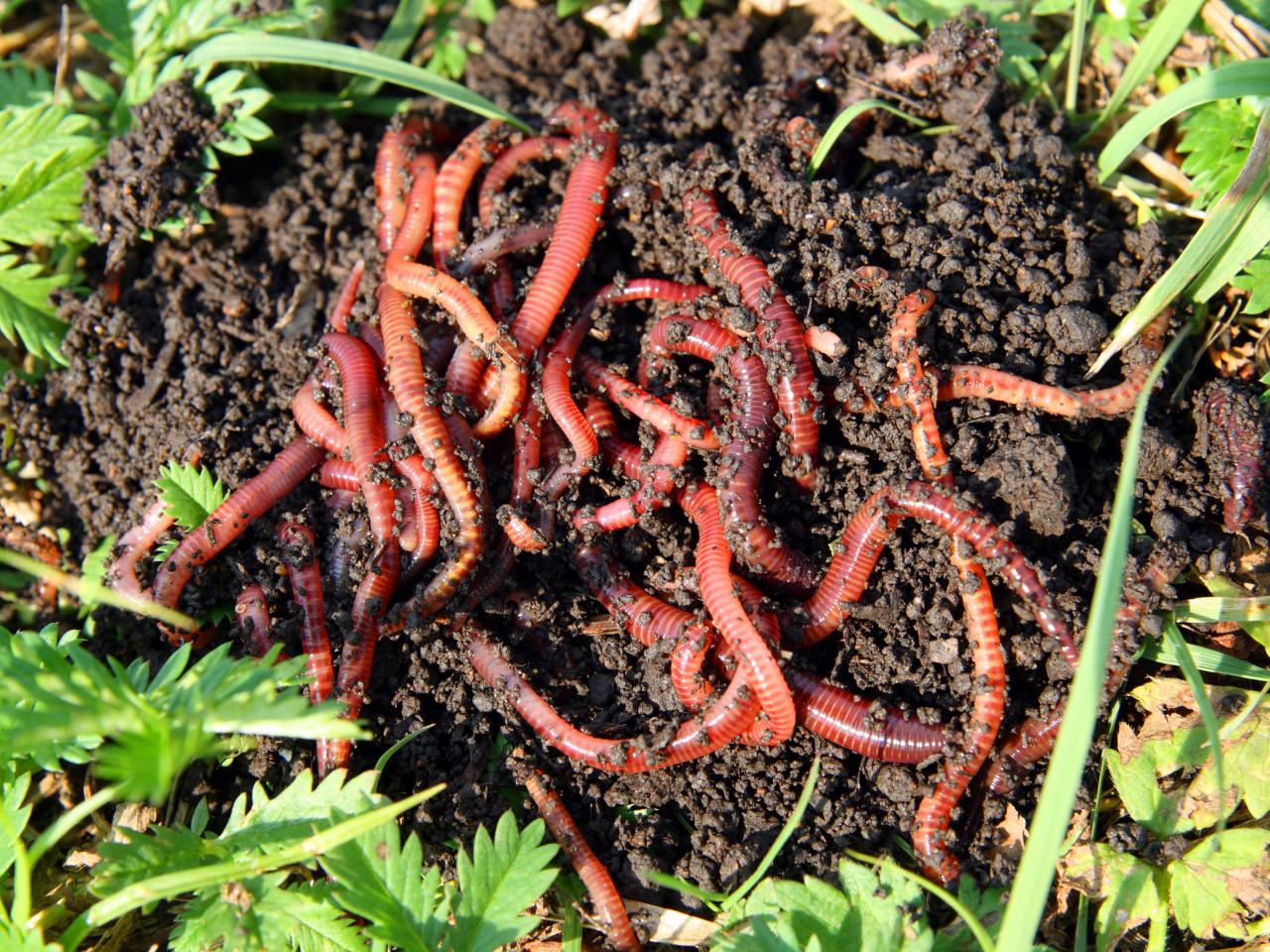 Worm Composting