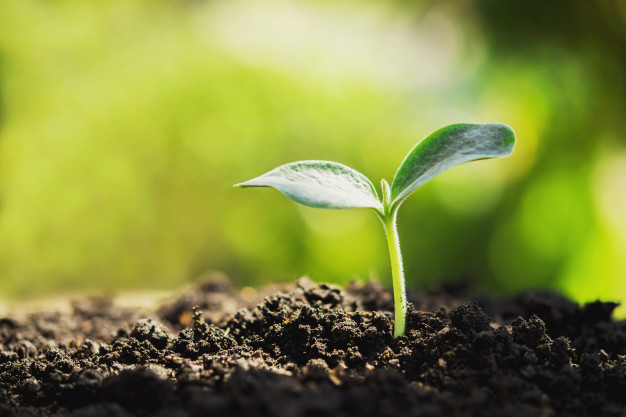 agriculture fertilizer