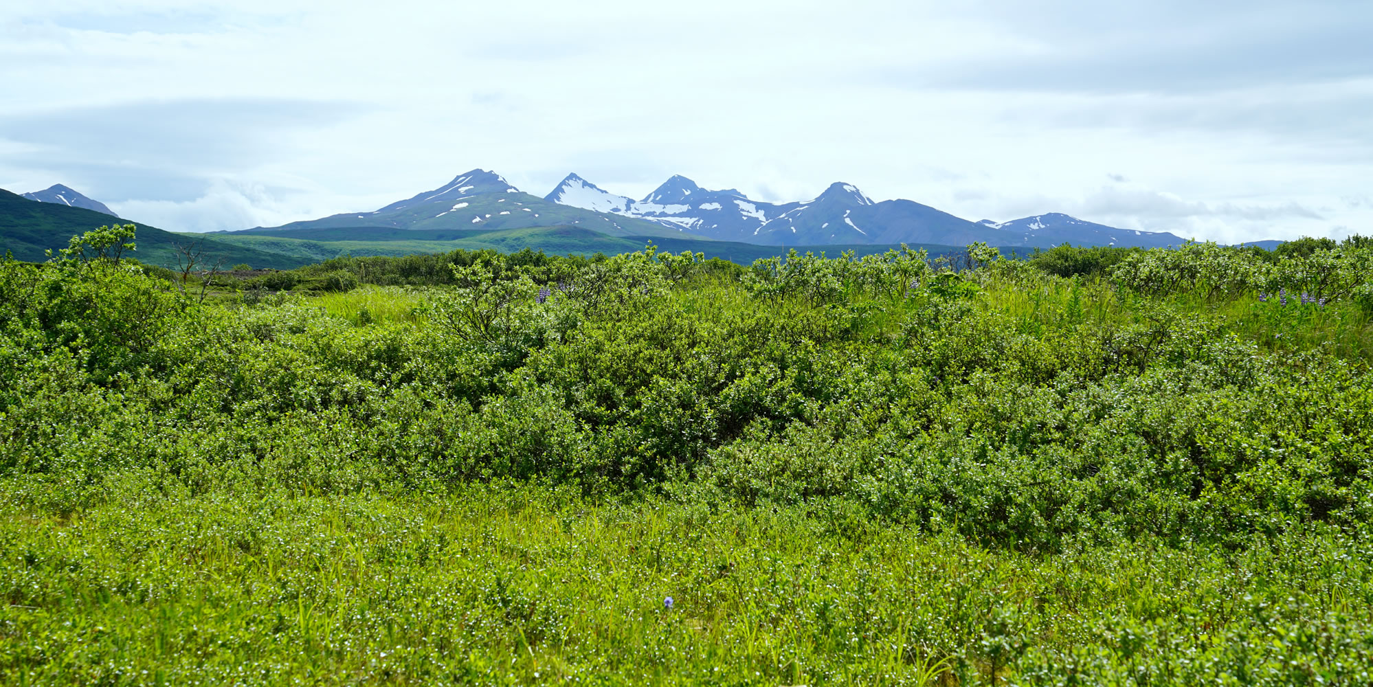 vegetation management