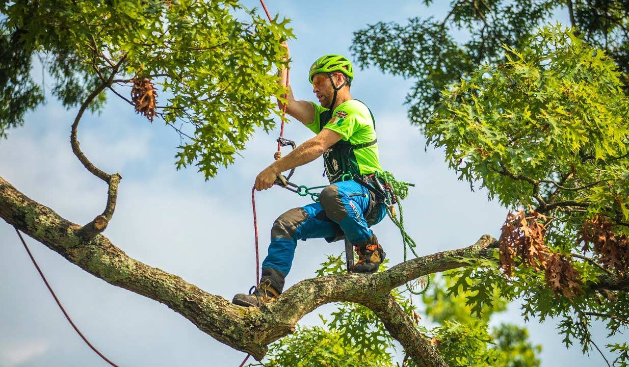 level 5 arborist
