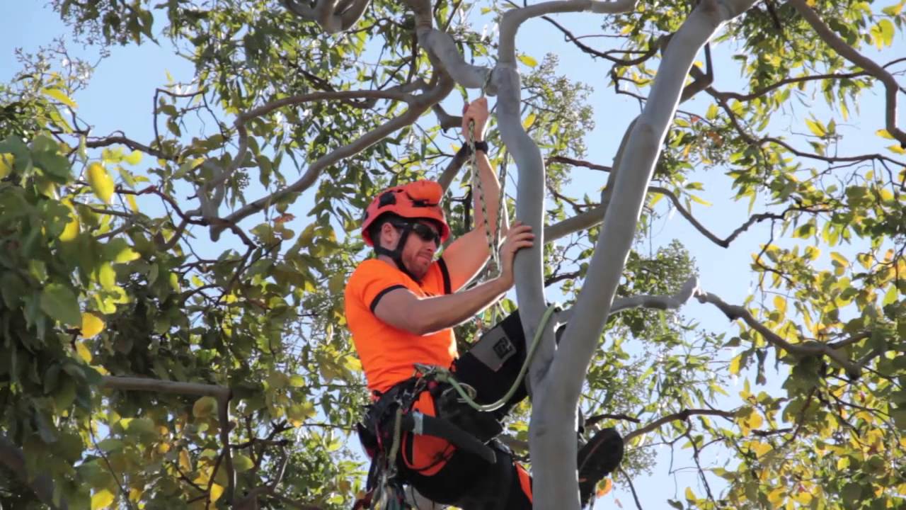 level 5 arborist