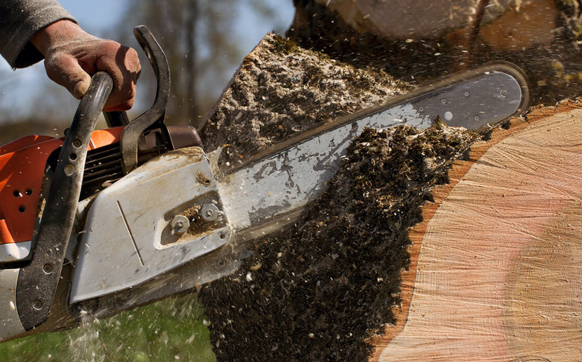 tree services Brisbane