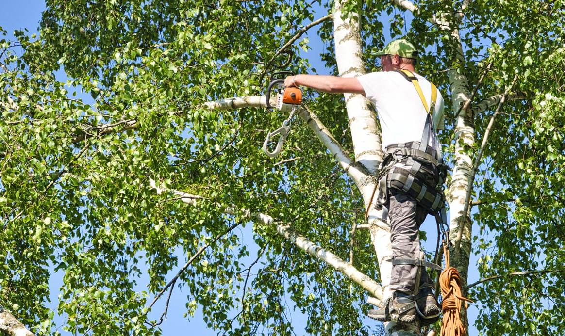 tree services Brisbane