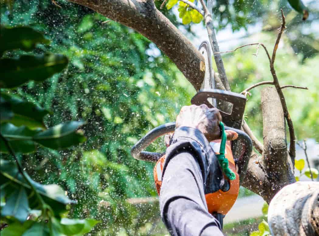 Tree felling services