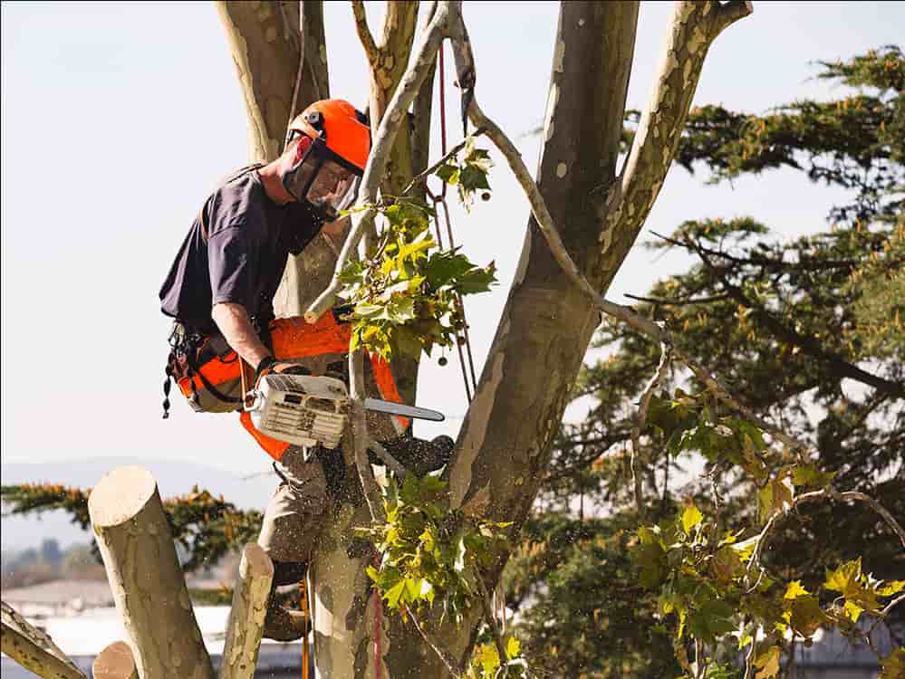 Tree felling services