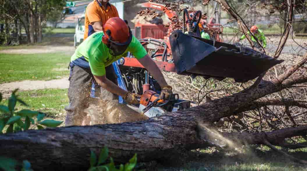 tree removal in the Gold Coast