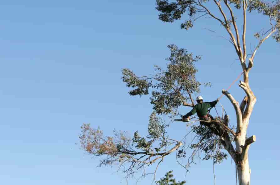 tree removal in the Gold Coast
