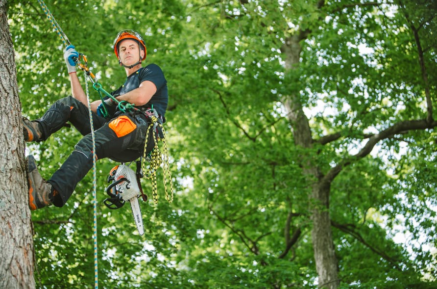 tree arborist in the Gold Coast