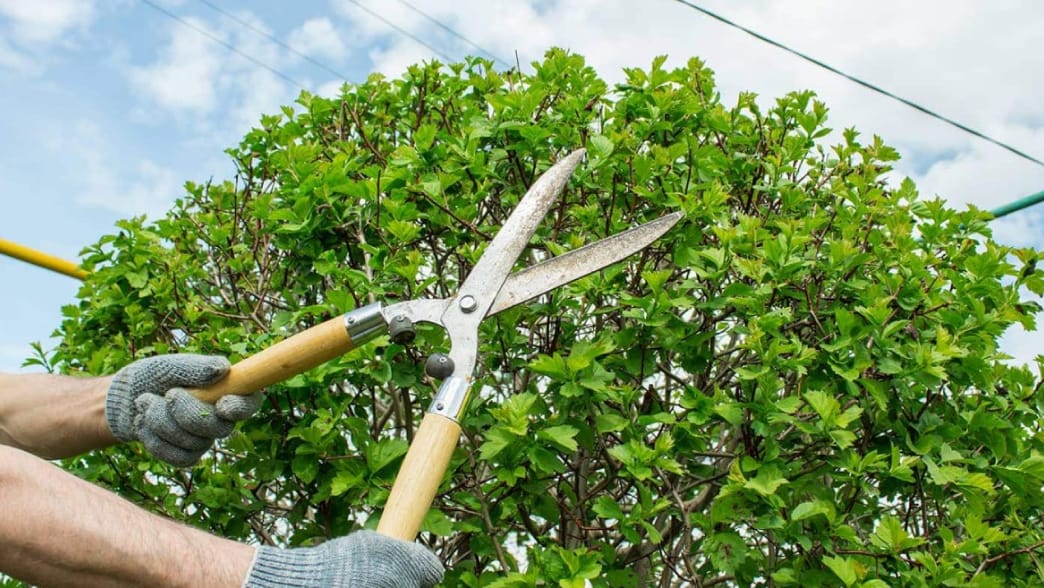 tree trimming