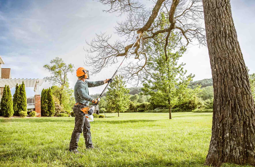 tree trimming