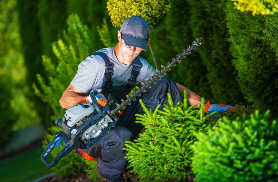 Tree Pruning in Eastern Suburbs