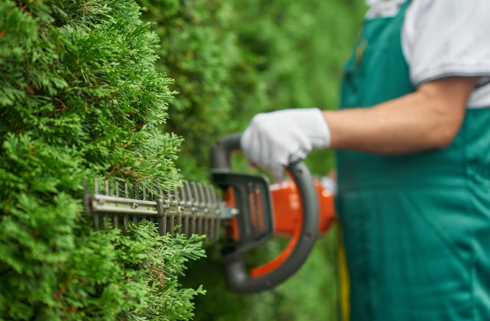 Tree Pruning in Eastern Suburbs