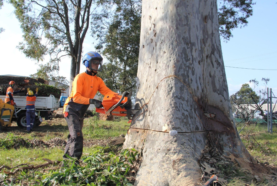 arborist services on the Gold Coast