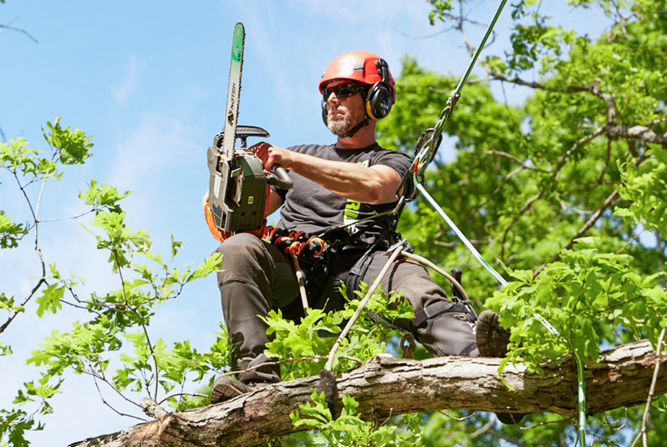 arborist in Ballina