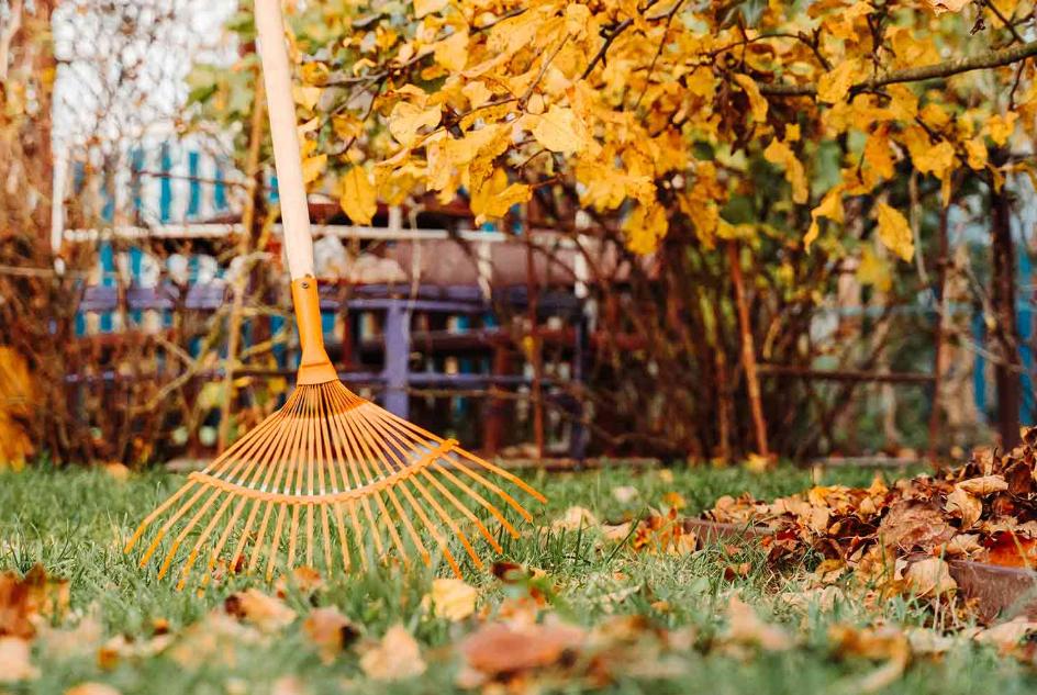 garden clean up