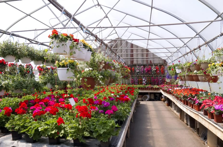 tree nursery near me