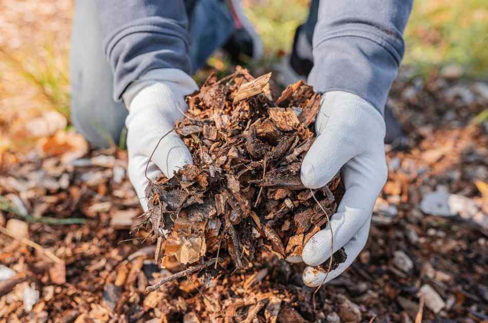 Gold Coast mulch